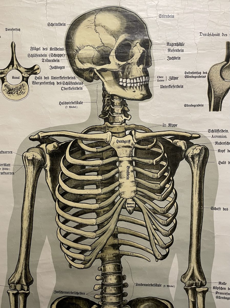 Poster vintage di anatomia Schreibers Anatomische Wandtafeln