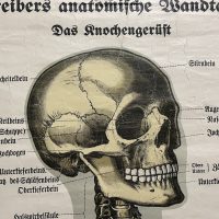 Schreibers anatomische Wandtafeln - Das Knochengerüst (Lithographie, um 1900)