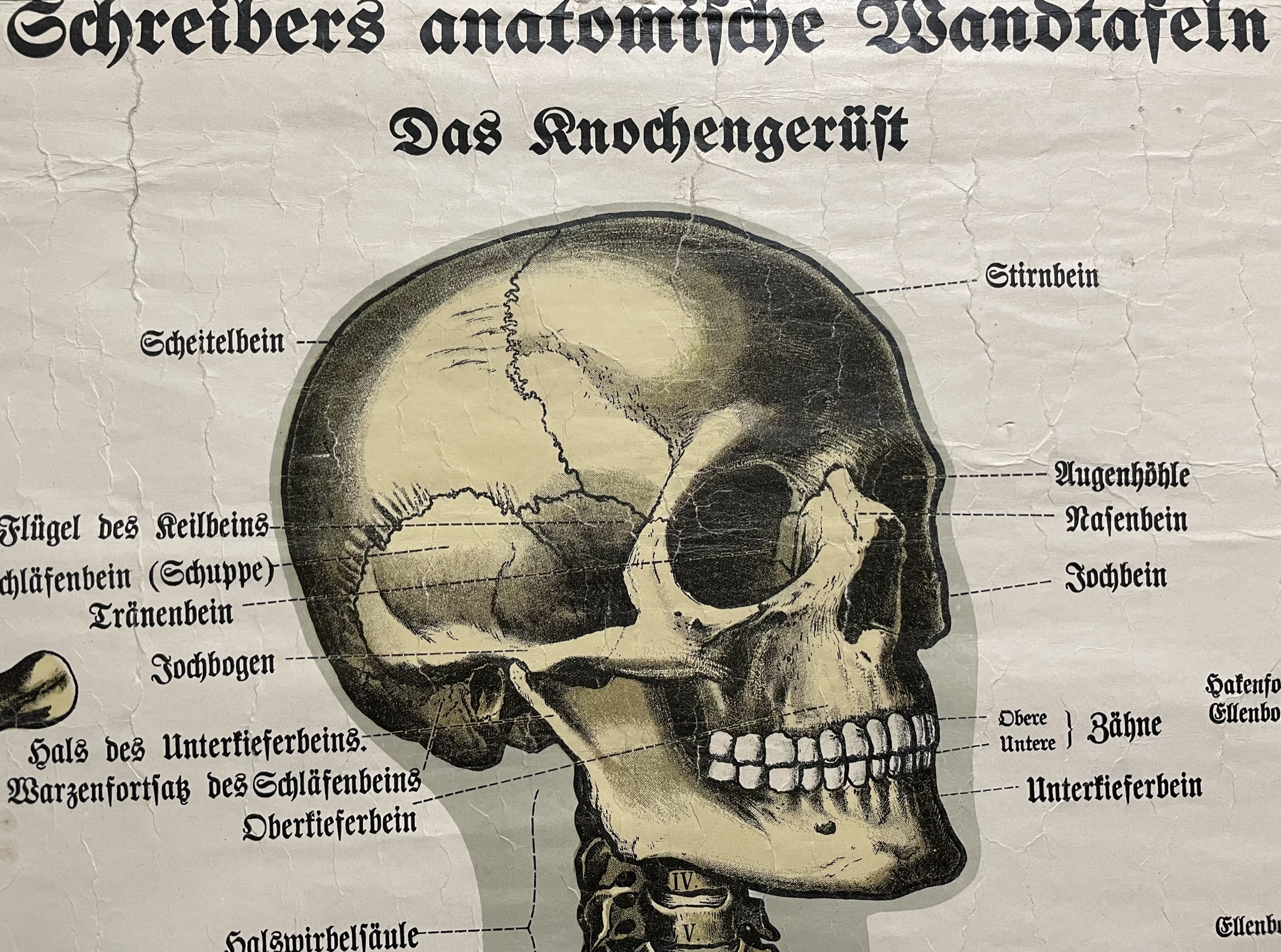 Schreibers anatomische Wandtafeln - Das Knochengerüst (Lithographie, um  1900) - -Flohmarkt