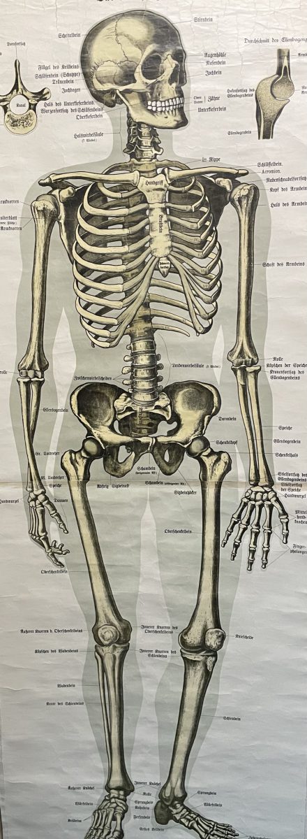 Poster vintage di anatomia Schreibers Anatomische Wandtafeln